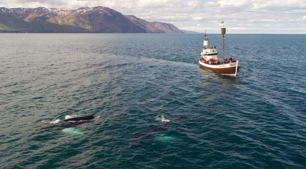 avvistamento balene a Husavik in Islanda