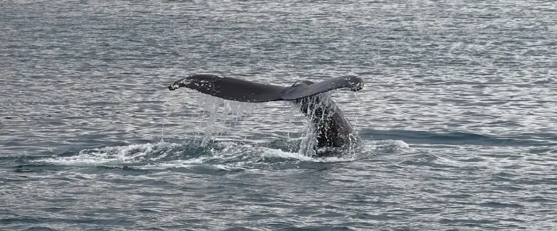 coda balena Husavik