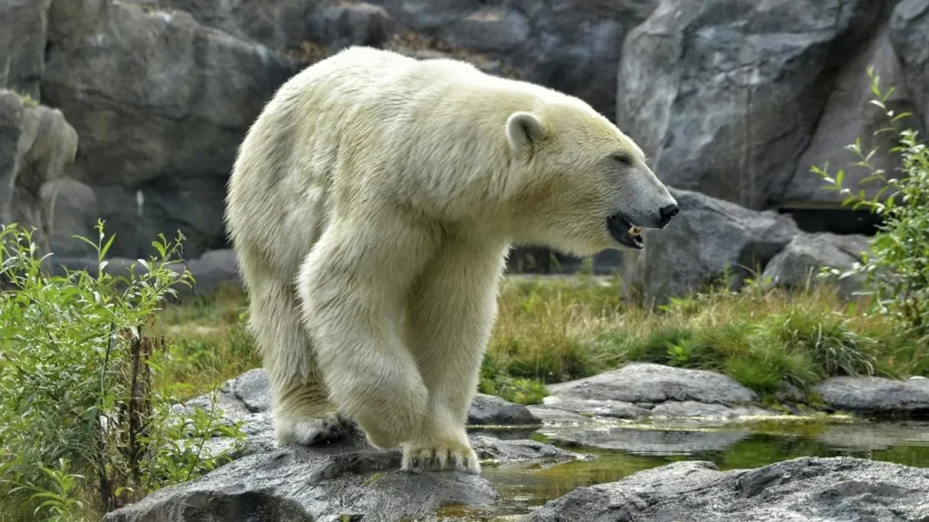 lo zoo di Schönbrunn a Vienna