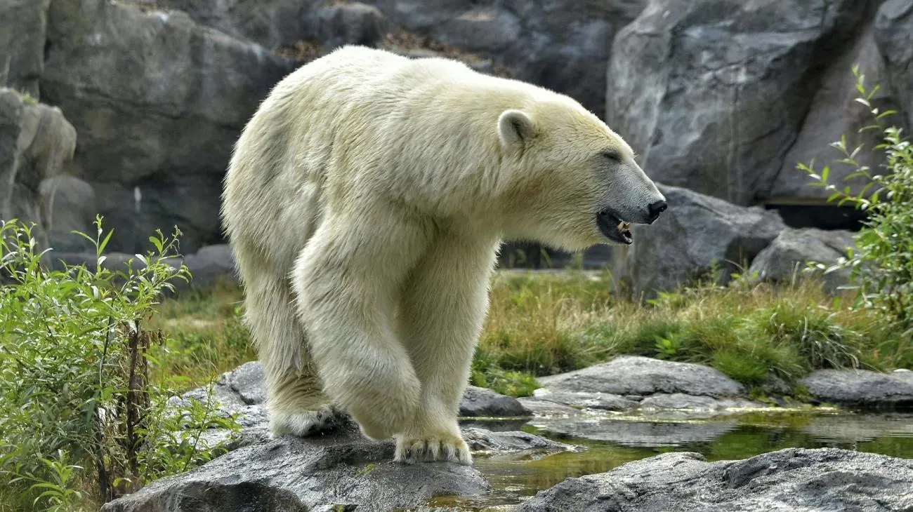 lo zoo di Schönbrunn a Vienna