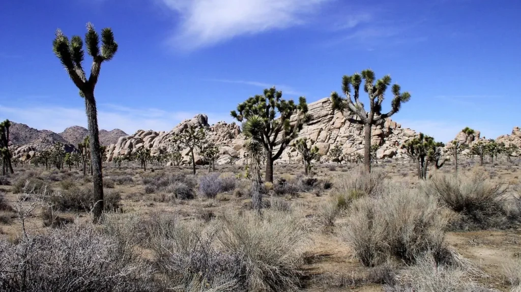Joshua Tree National Park