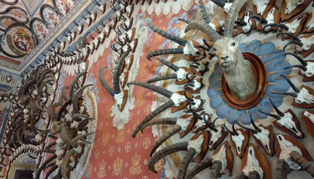 castello reale di Sarre (Aosta) - decorazioni con corna di stambecchi - particolare