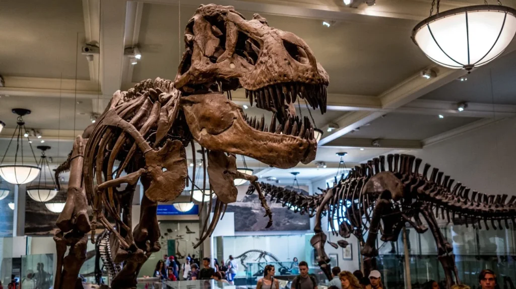 American Museum of Natural History, New York City